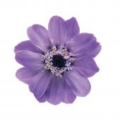 即日★【プリザーブド】大地農園/ジニア・小 ラベンダー 12輪/03461-411