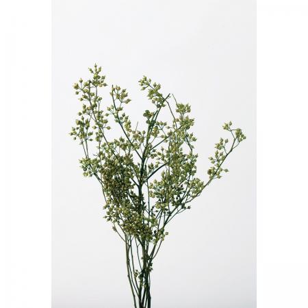 即日 ドライ 大地農園 ユーカリ エキゾチカ グリーン 約55 60g 700 通販 はなどんやアソシエ