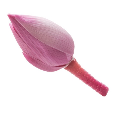 即日 プリザーブド 大地農園 ハス つぼみ 中 エスプリピンク 6輪 162 通販 はなどんやアソシエ