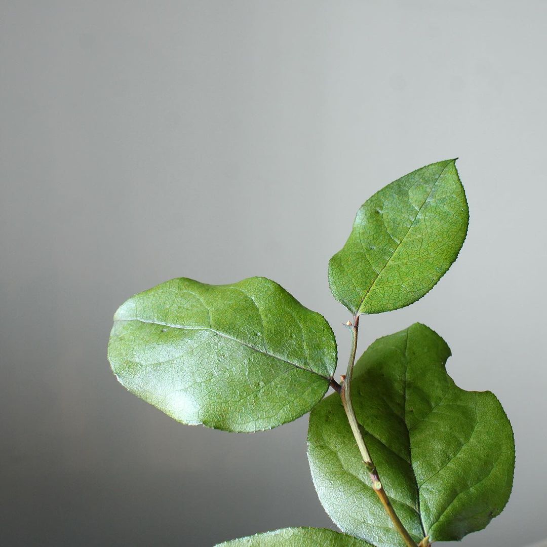 プリザーブド 大地農園 ソフトレモンリーフ 35g ナチュラルグリーン 700 通販 はなどんやアソシエ プリザーブド 大地農園 ソフトレモンリーフ 35g ナチュラルグリーン 700 通販 はなどんやアソシエ