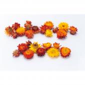 ヘリクリサム ドライフラワー 通販 はなどんやアソシエ