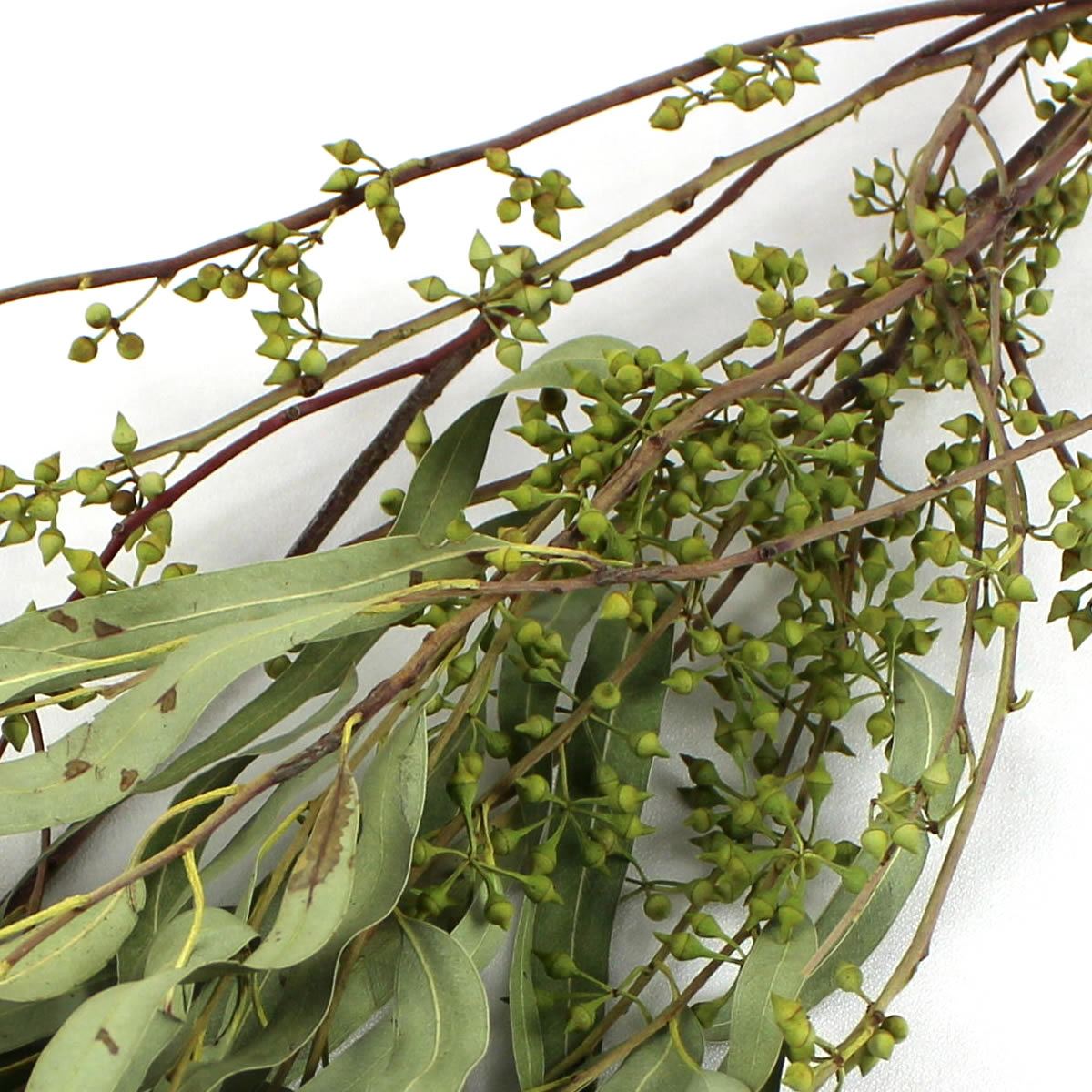 即日 ドライ 大地農園 ユーカリ エキゾチカ 葉付 45g N 000 New 通販 はなどんやアソシエ 即日 ドライ 大地農園 ユーカリ エキゾチカ 葉付 45g N 000 New 通販 はなどんやアソシエ