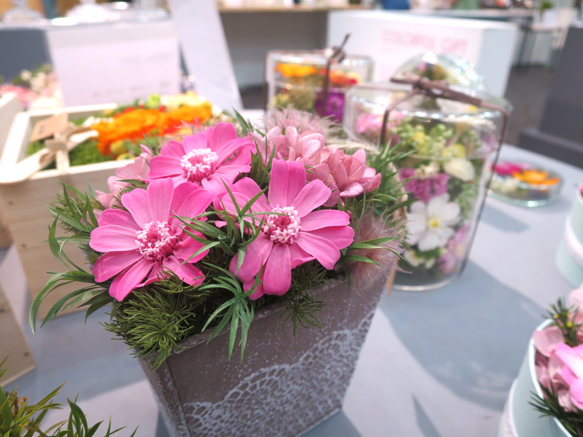 即日 プリザーブド 大地農園 ジニア 小 グラデーション 12輪 ピンクローズ 1 通販 はなどんやアソシエ 即日 プリザーブド 大地農園 ジニア 小 グラデーション 12輪 ピンクローズ 1 通販 はなどんやアソシエ