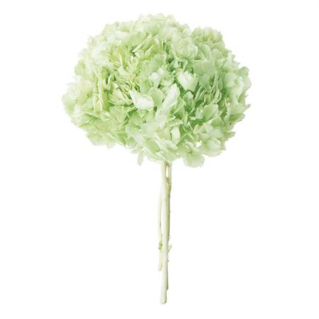 プリザーブド 大地農園 ソフトロイヤルアジサイ ステム付 約1 3本 ミントグリーン 701 通販 はなどんやアソシエ