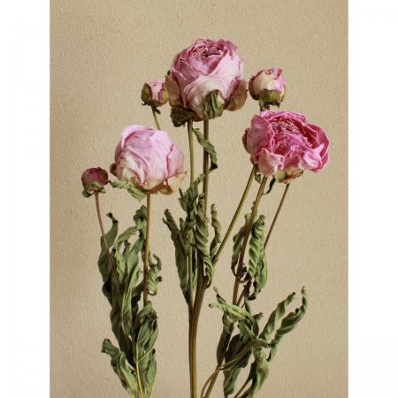 ドライ 大地農園 シャクヤク ドライ 国産 約3本 ピンク 103 100 通販 はなどんやアソシエ