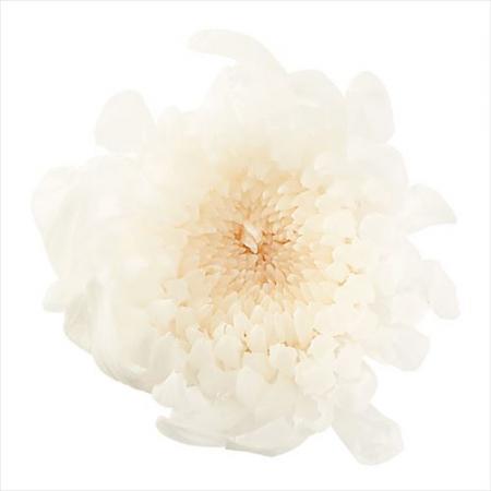 プリザーブド 大地農園 輪菊 ミニ 9輪 白 010 通販 はなどんやアソシエ