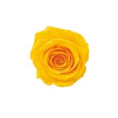 【プリザーブド】大地農園/ローズ・サラ 9輪 ミモザイエロー/02580-521