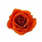 【プリザーブド】大地農園/ローズ・いずみ 9輪 バレンシアオレンジ/03480-363