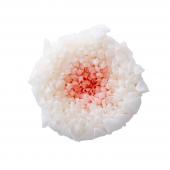 プリザーブド】大地農園/輪菊・小・ミルフィーユ 9輪 ホワイト