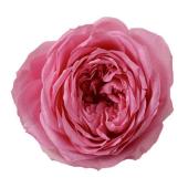 【プリザーブド】大地農園/ローズ・エレナ 6輪 プリンセスピンク/02470-181