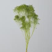 【プリザーブド】大地農園/モリソニア 約20g スプリンググリーン/03300-781