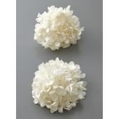 プリザーブド】大地農園/アジサイ・グランディフローラ・ヘッド 約2輪