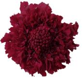 【プリザーブド】大地農園/スカビオサ 5輪 チョコレートワイン/02930-471