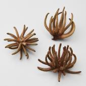 即日★【ドライ】大地農園/スパイダーガム・クロウ 3個 N/22860-000