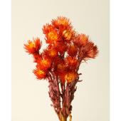 即日☆【ドライ】大地農園/シルバーデージー 25g ツートンピンク/32000