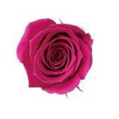 【プリザーブド】大地農園/ビビアン 24ﾘﾝ ﾛｾﾞ/2370-282