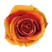 極美品　Montmartre New York  ローズオレンジ 即日☆【プリザーブド】大地農園/ローズ・いずみ・スフレ 9輪