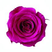 プリザーブドフラワー　ローズ バラ 薔薇　大地農園　いずみ　かのんM 合計30輪 プリザーブドフラワー ローズ バラ 薔薇 大地農園 いずみ かのんM 合計