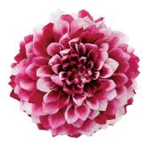 【プリザーブド】大地農園/ダリア・グレイス（グラデーション 2リン ディープルビー/4685-251