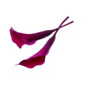 【プリザーブド】大地農園/カラーリリー・小 5リン ワイン/5500-480