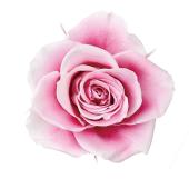 【プリザーブド】大地農園/ローズ・グランドゥール・小 8リン シャンパンベリー/5251-121