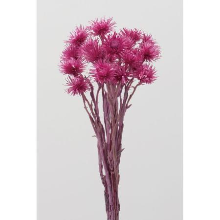 特価◎【ドライ】大地農園/ミニシルバーデージー 25g ラズベリー/32001-260