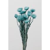 即日★【ドライ】大地農園/ミニシルバーデージー 25ｇ ターコイズブルー/32001-630