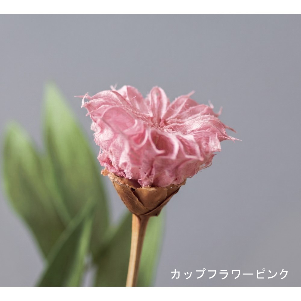 即日☆【ドライ】大地農園/カップフラワー 12ホン シロ/32320-10 - 花