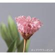 【ドライ】大地農園/カップフラワー 12ホン ブルー/32320-600