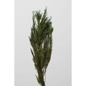 【プリザーブド】大地農園/コヒバ 90ｇ ライトグリーン/1380-712