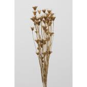 【ドライ】大地農園/ニゲラオリエンタリス ヤク30g ゴールド/10380-902