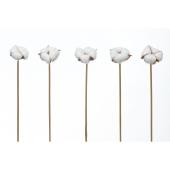 特価◎大地農園/ナチュラルピック・ワタの実 5ホン Ｎ/64010-0