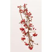 即日★【ドライ】大地農園/サンキライのツル（実付き） 6ホン レッド/22214-300