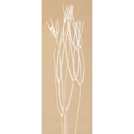 特価◎【ドライ】大地農園/三又 100cm 【300本入】 シロ(サラシ)/52375-11