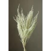 【プリザーブド】大地農園/ストーベ 約35g アイスグリーン/1760-771