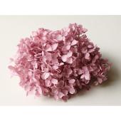 即日★【プリザーブド】大地農園/アナベル・ヘッド 約2輪 ミスティーピンク/2160-161