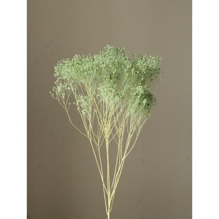 特価◎【プリザーブド】大地農園/モリソニア 約20g コバルトグリーン/3300-761