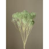 プリザーブド】大地農園/モリソニア 約20g シロ/グリーン/03305-017