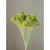 プリザーブド】大地農園/モリソニア 約20g シロ/グリーン/03305-017