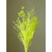 即日★【プリザーブド】大地農園/カスピア 約20g ライムグリーン/3710-721