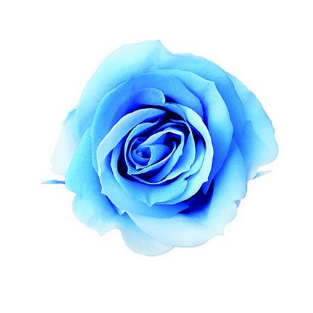 即日★特価◎【プリザーブド】大地農園/ローズ・いずみ・スフレ 9リン ブルーシアン/76-3491-661