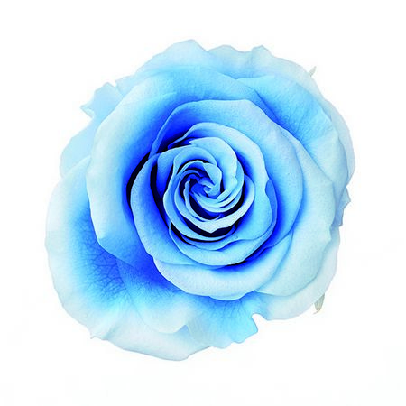 【プリザーブド】大地農園/ローズ・かのん・M・スフレ 9リン ブルーシアン/76-5232-661