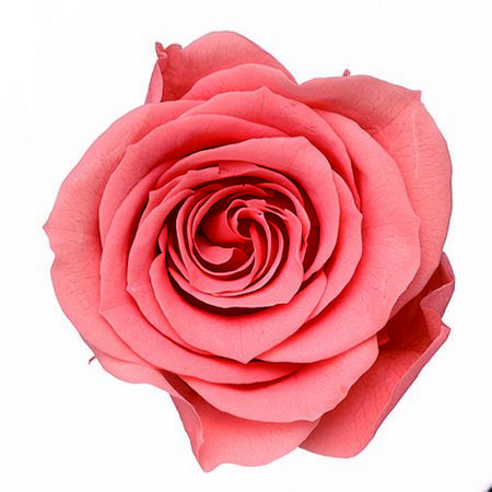 【プリザーブド】大地農園/ローズ・いずみ 9リン ピンクコーラル/76-3480-163