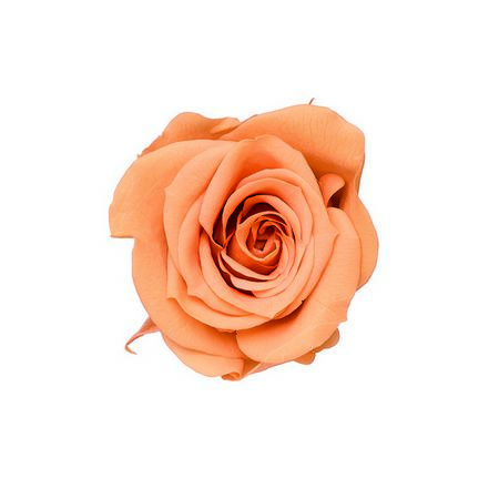 【プリザーブド】大地農園/ローズ・いずみ 9リン ブロッサムピーチ/76-3480-343