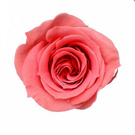 【プリザーブド】大地農園/ローズ・ミミ 9リン ピンクコーラル/76-3840-163