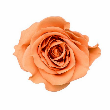 【プリザーブド】大地農園/ローズ・ミミ 9リン ブロッサムピーチ/76-3840-343