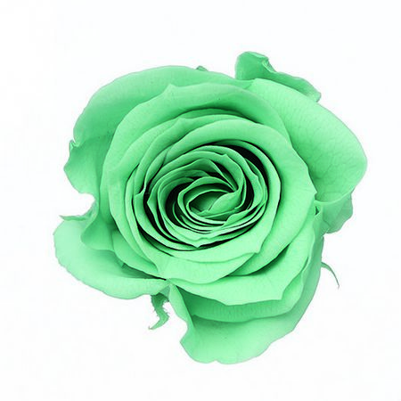 即日★【プリザーブド】大地農園/ローズ・ミミ 9リン ミントブルー/76-3840-622