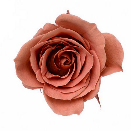 【プリザーブド】大地農園/ローズ・ミミ 9リン ピンクモカ/76-3840-811