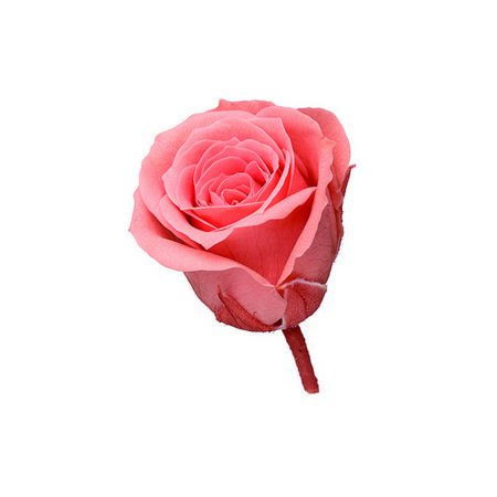 【プリザーブド】大地農園/ビビアン 24リン ピンクコーラル/76-2370-163