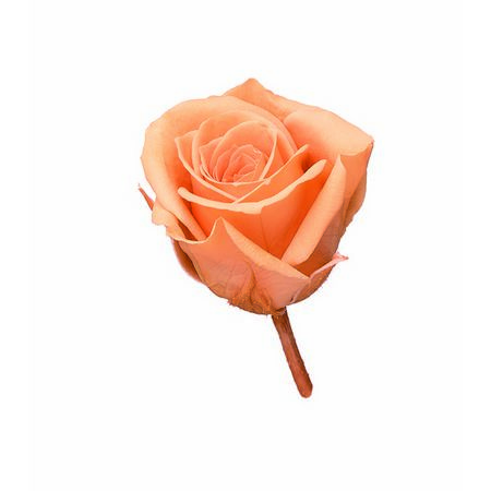 【プリザーブド】大地農園/ビビアン 24リン ブロッサムピーチ/76-2370-343